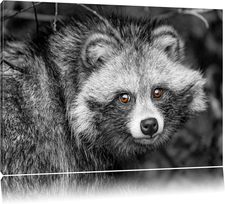 Pixxprint scheuer Waschbär schwarz/weiss auf Leinwand, XXL riesige Bilder fertig gerahmt mit Keilrah