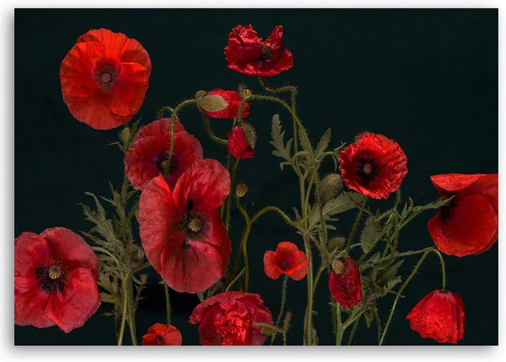 Feeby Leinwandbild Mohn Bild Kunstdruck Pflanzen Rot 70x50 cm Leinwandbild 70x50 cm Rot_B, Leinwandb