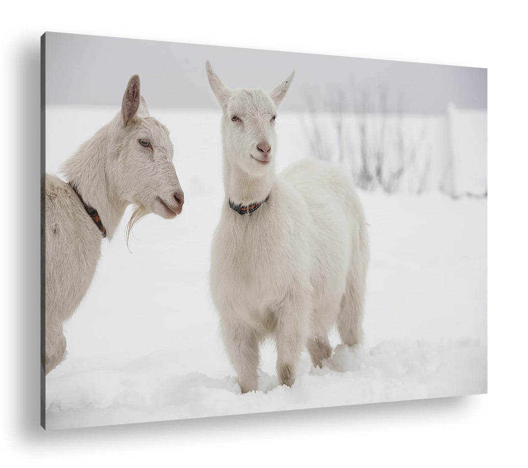 deyoli weisse Ziegen im Schnee Format: 100x70 als Leinwand, Motiv fertig gerahmt auf Echtholzrahmen,
