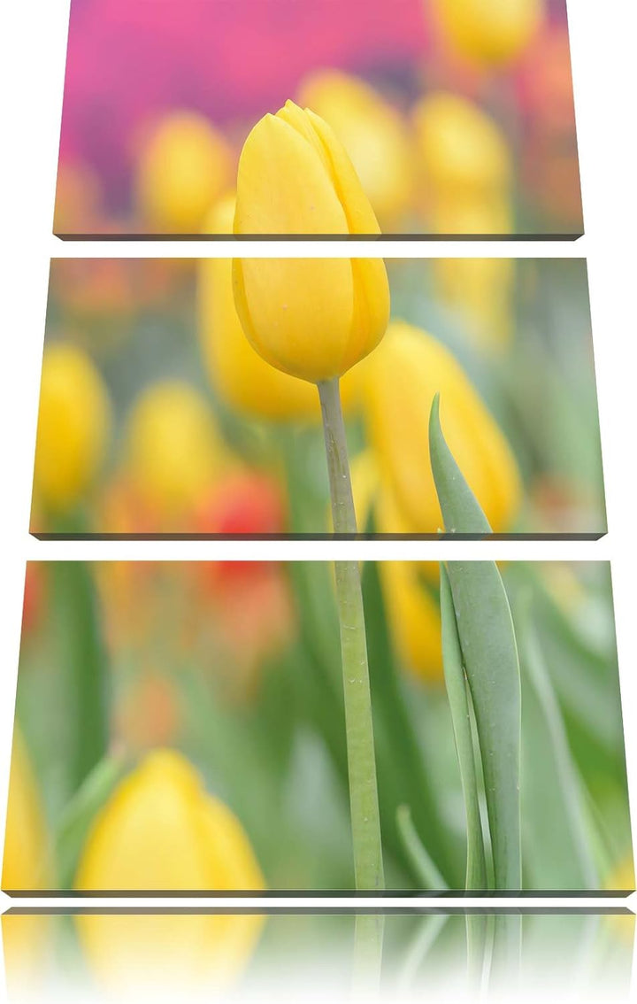 Pixxprint Gelbe Tulpen im Frühling als Leinwandbild/Grösse: 3 Teilig (120x80) cm/Wandbild/Kunstdruck