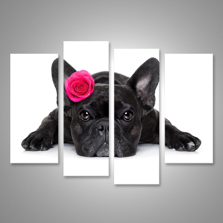 islandburner Bild auf Leinwand Hund der französischen Bulldogge, der Sie, beim Lügen aus den Grund o