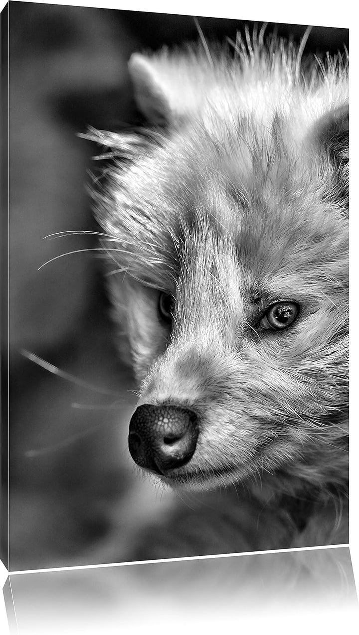Pixxprint Monocrome, Polarfuchs in Höhle, Format: 100x70 auf Leinwand, riesige Bilder fertig gerahmt