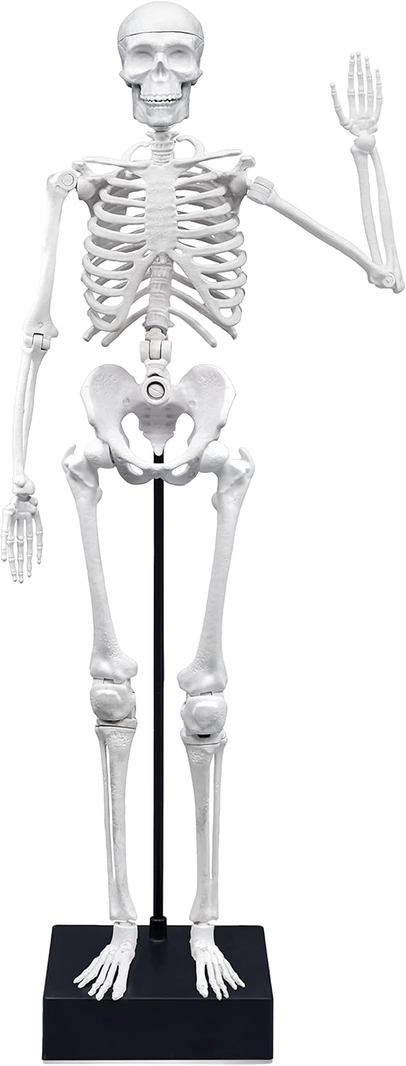 Buki - 2180 - Skelett 45 cm