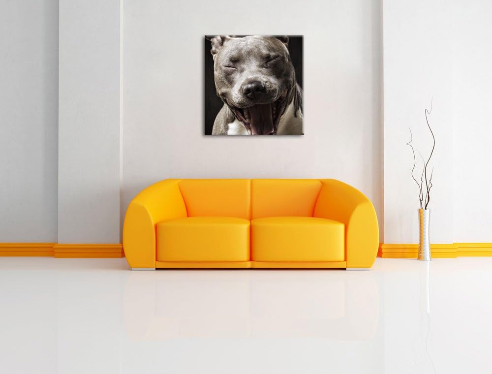 Lachender Pitbull, Format: 70x70 auf Leinwand, XXL riesige Bilder fertig gerahmt mit Keilrahmen, Kun
