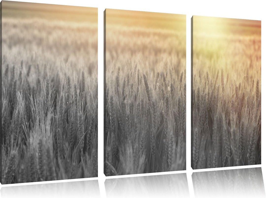 Pixxprint Romantisches Getreidefeld als Leinwandbild/Grösse: 3 Teilig (120x80) cm/Wandbild/Kunstdruc