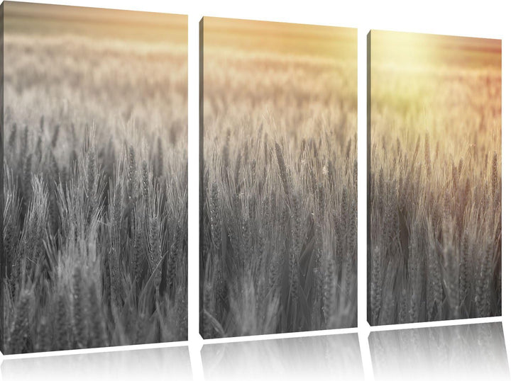 Pixxprint Romantisches Getreidefeld als Leinwandbild/Grösse: 3 Teilig (120x80) cm/Wandbild/Kunstdruc