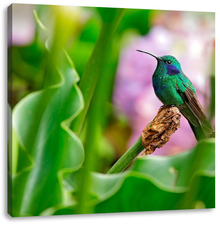 Pixxprint Kolibri in seinem natürlichen Lebensraum, Format: 70x70 auf Leinwand, 70x70
