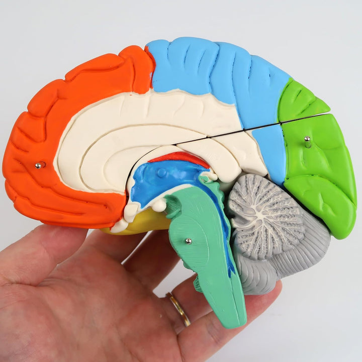 3B Scientific Menschliche Anatomie - Hirnfunktionen-Modell, 8-teilig + kostenlose Anatomie App - 3B