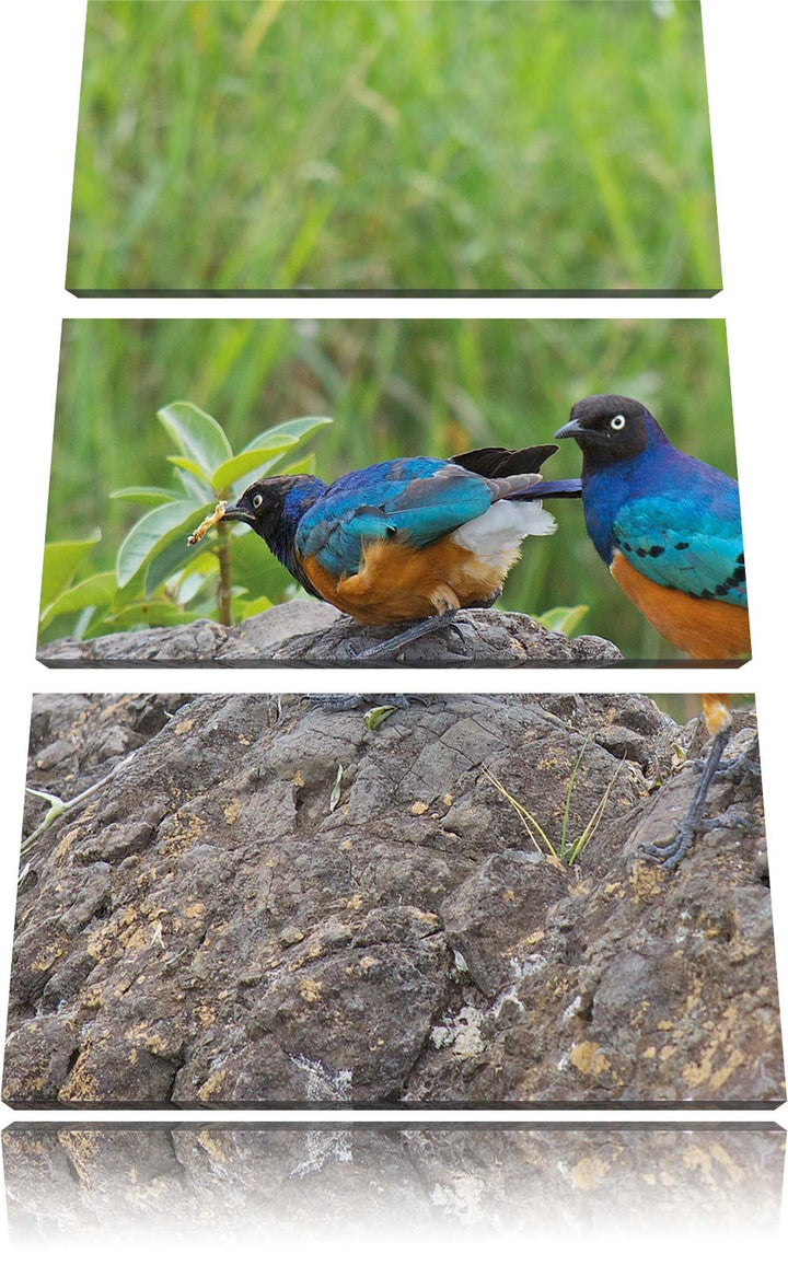 Pixxprint Vögel auf einem Stein als Leinwandbild/Grösse: 3 Teilig (120x80) cm/Wandbild/Kunstdruck/fe