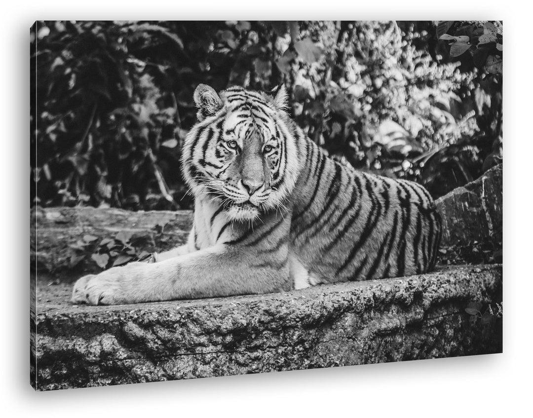 deyoli Majestätischer Tiger Format: 80x60 Effekt: Schwarz/Weiss als Leinwandbild, Motiv fertig gerah