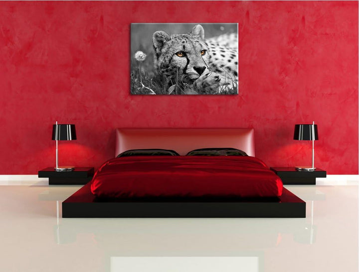 hübscher Gepard im Gras schwarz/weiss Format: 100x70 auf Leinwand, XXL riesige Bilder fertig gerahmt