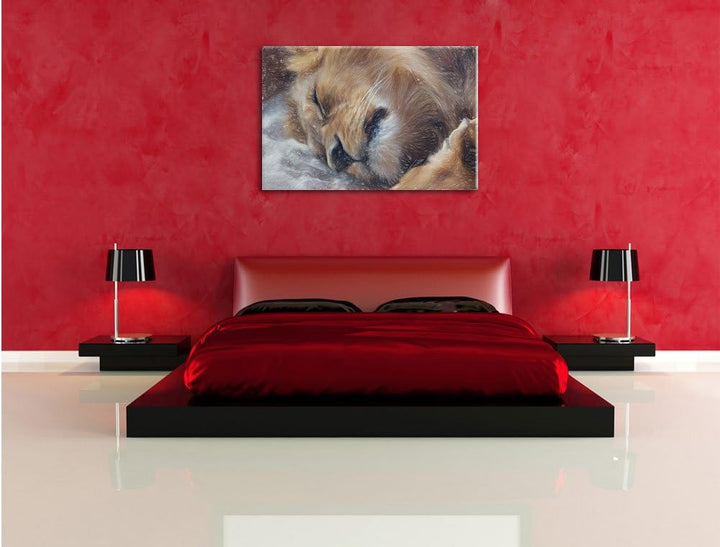 Pixxprint schlafender Löwe als Leinwandbild | Grösse: 100x70 cm | Wandbild | Kunstdruck | fertig bes