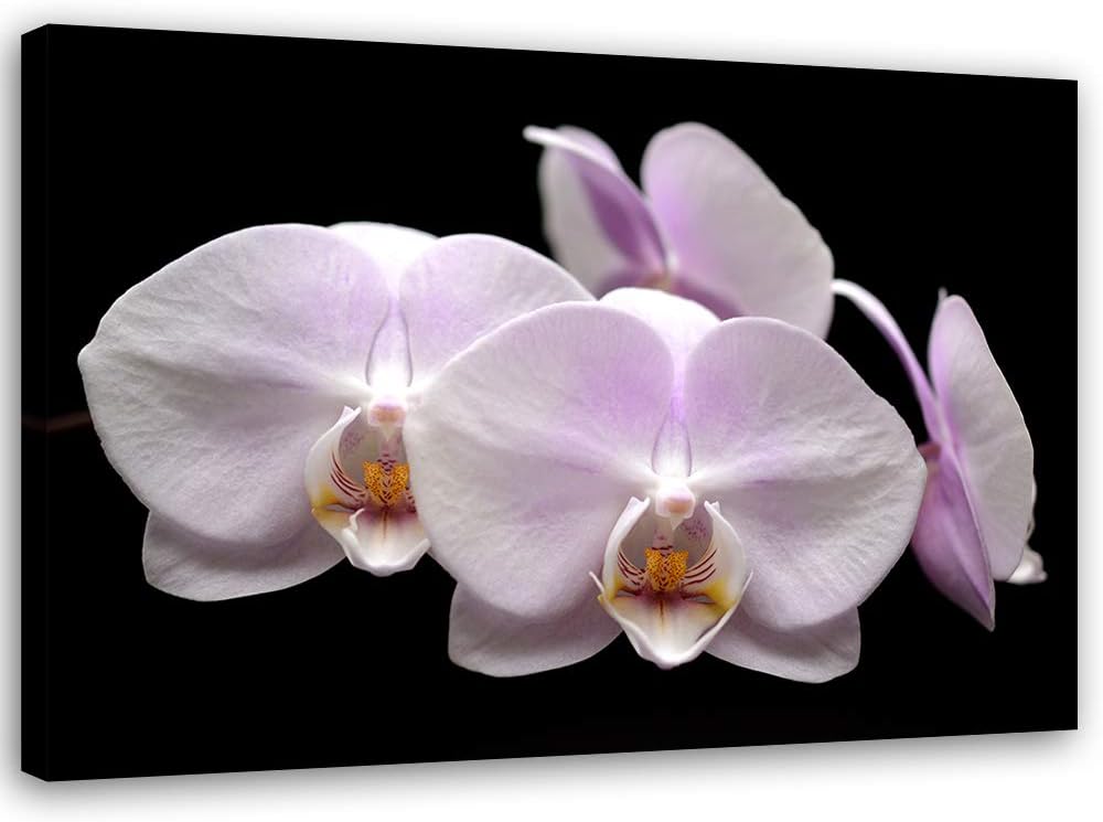 Feeby Wanddeko Orchidee Leinwandbild Kunstdruck für Schlafzimmer Weiss 90x60 cm Leinwandbild 90x60 c