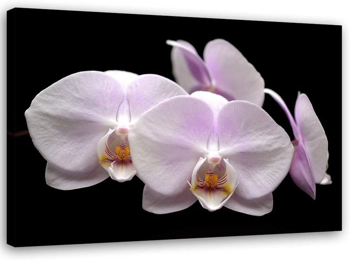 Feeby Wanddeko Orchidee Leinwandbild Kunstdruck für Schlafzimmer Weiss 90x60 cm Leinwandbild 90x60 c