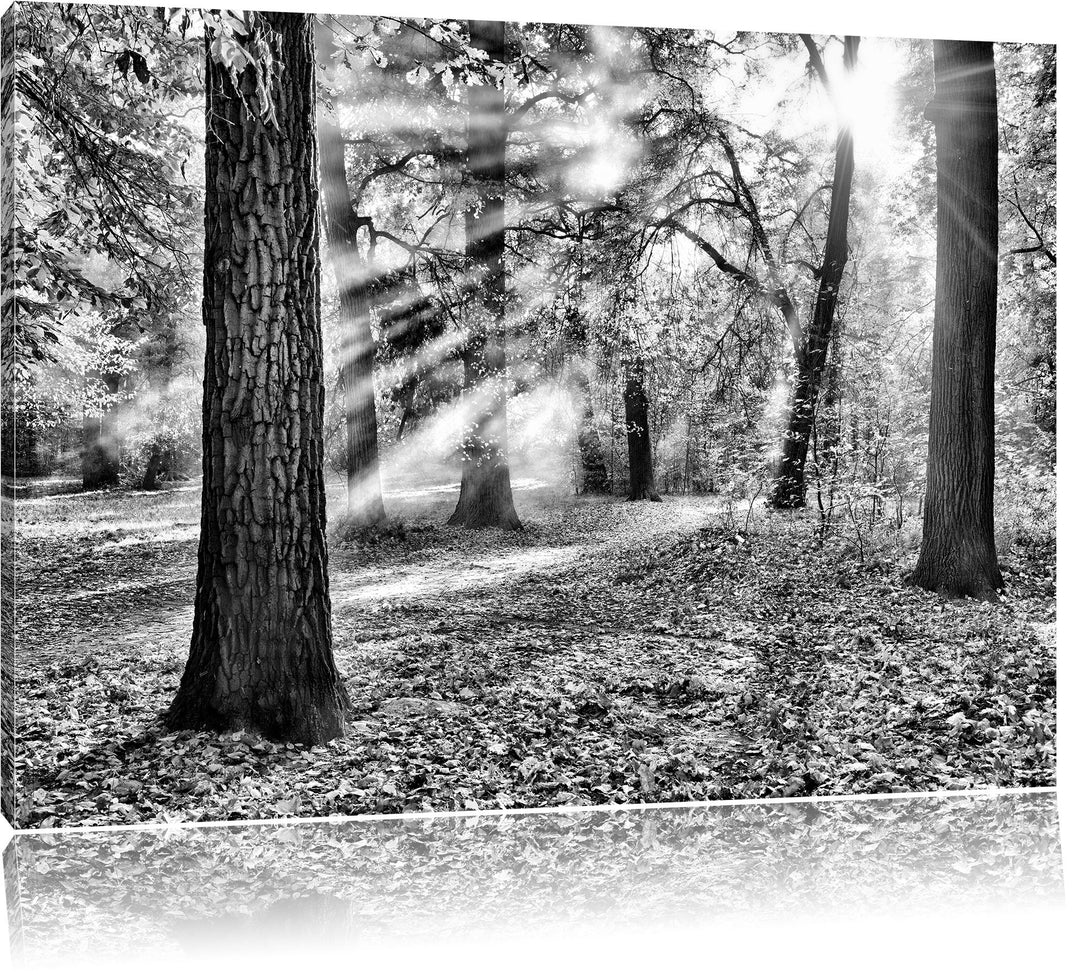 Pixxprint Monocrome, Sonnenstrahlen im Wald, Format: 100x70 auf Leinwand, 100x70