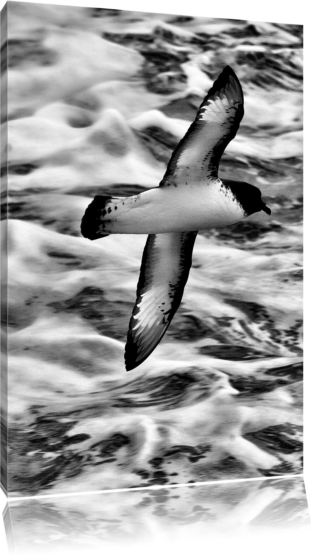 Pixxprint prächtige Möwe fliegt über Wasser als Leinwandbild/Grösse: 100x70 / Wandbild/Kunstdruck/fe