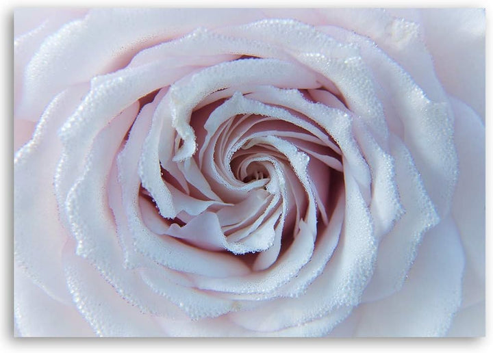 Leinwandbild XXL Rose Wandbild Kunst für Wohnzimmer Weiss 120x80 cm M14573 120x80 cm, M14573 120x80