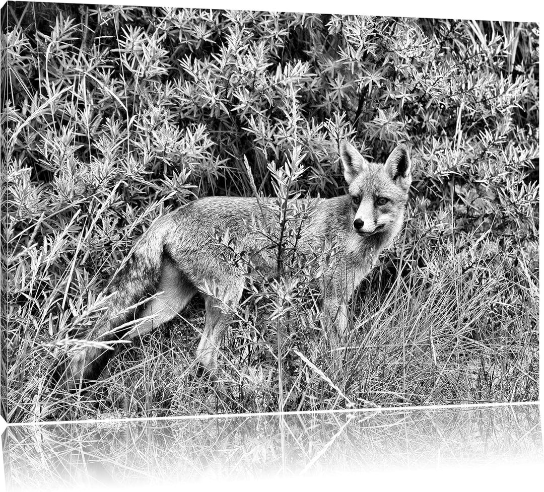 Pixxprint Fuchs im Wildstrauch als Leinwandbild/Grösse: 100x70 / Wandbild/Kunstdruck/fertig bespannt