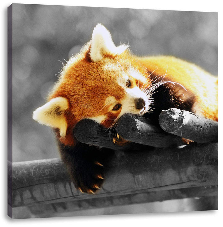 Pixxprint süsser Panda träumt schwarz/weiss, Format: 70x70 auf Leinwand, 70x70