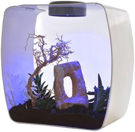 Lucky Reptile Life Box 35 beere, Nanoterrarium aus Acrylglas beere gross, beere gross