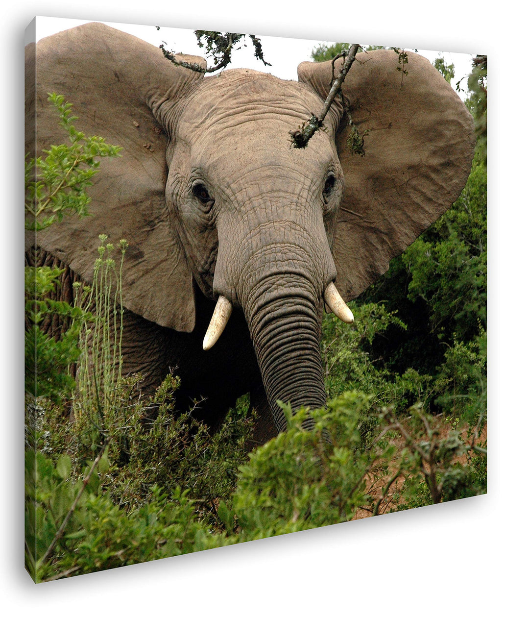 Afrikanischer Elefant in der Natur im Format: 70x70 als Leinwandbild, Motiv fertig gerahmt auf Echth