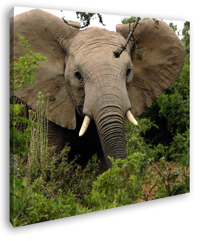 Afrikanischer Elefant in der Natur im Format: 70x70 als Leinwandbild, Motiv fertig gerahmt auf Echth