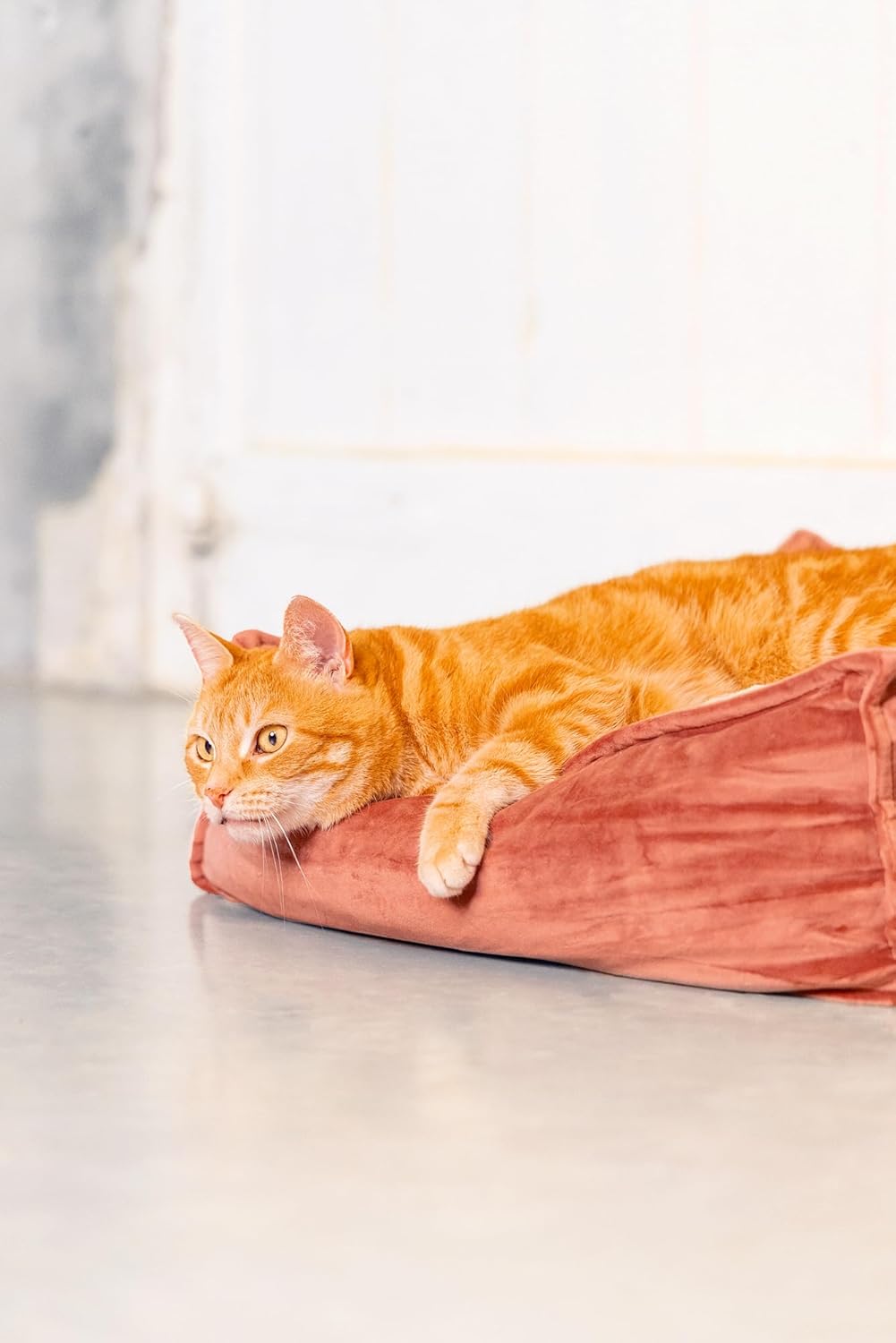 Designed by Lotte Velveti Liegekissen, Katze, Samt, pink, 50x50x20 cm Rosa L 50 x B 50 x H 20 cm, Ro