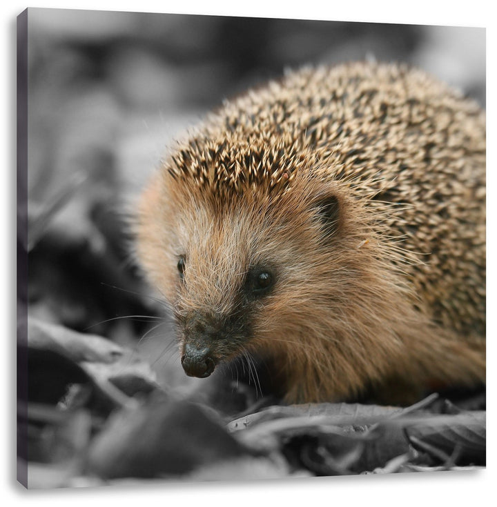 Pixxprint süsser Igel im Laub als Leinwandbild/Grösse: 70x70 cm/Wandbild/Kunstdruck/fertig bespannt,