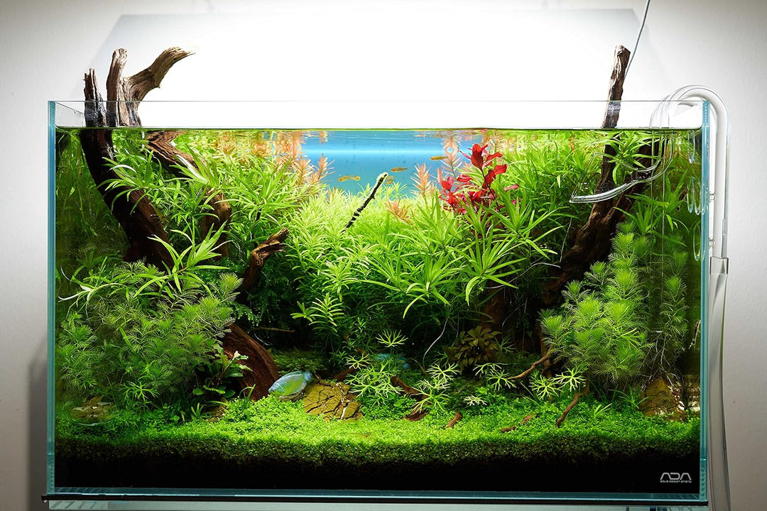 USCAPE Lily Pipe Outflow Glas Aquarien Auslauf Filterzubehör (13mm für 12/16mm Schlauch) 13mm (12/16