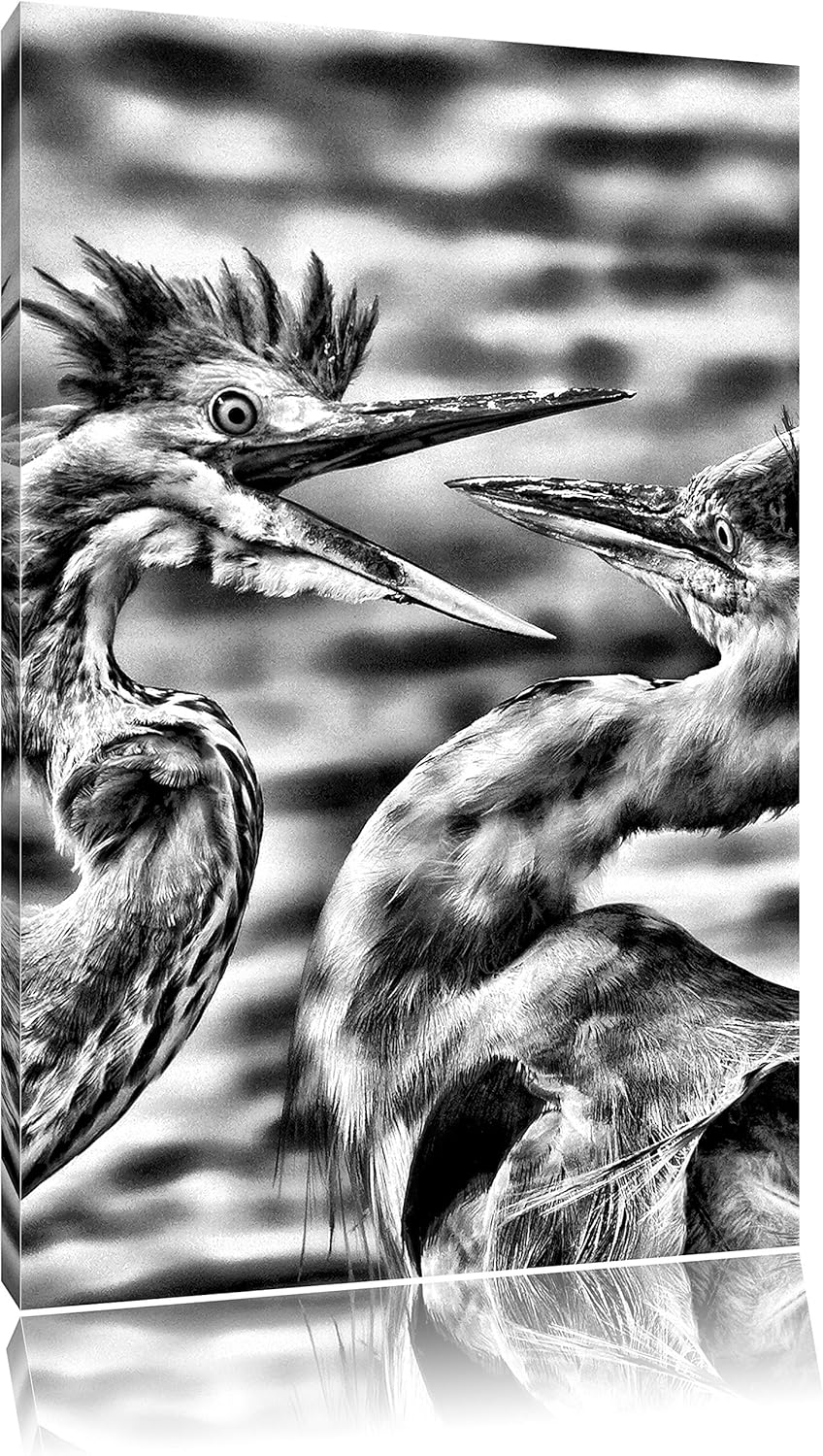 Monocrome, Zankende Vögel, Format: 100x70 auf Leinwand, XXL riesige Bilder fertig gerahmt mit Keilra