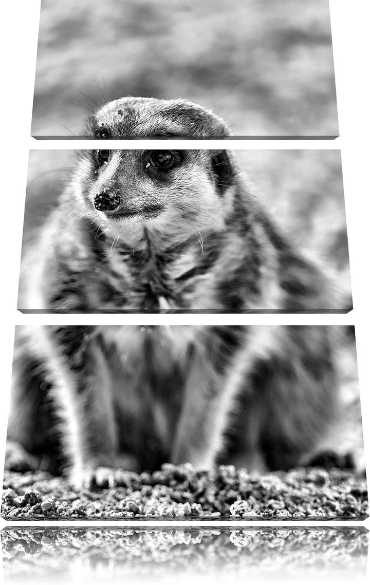 Pixxprint schüchternes Erdmännchen als Leinwandbild/Grösse: 3 Teilig (120x80) cm/Wandbild/Kunstdruck
