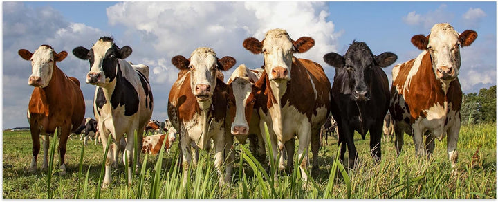 wandmotiv24 Leinwandbild Kühe auf der Weide, Tiere, Rinder, Kuh 100x40cm (BxH) Bilder auf Leinwand,