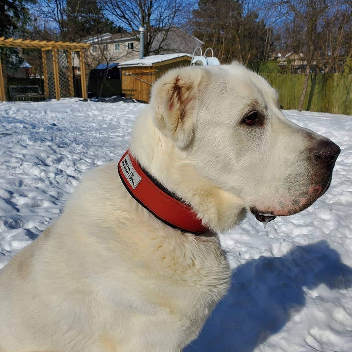 Bestia Dog Sport Halsband L - von 50 cm bis 60 cm, L - von 50 cm bis 60 cm