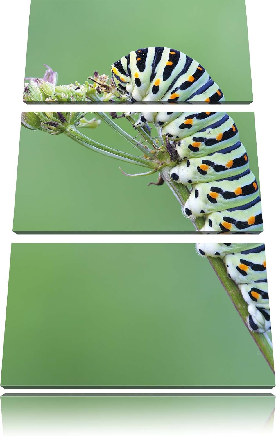 Pixxprint Grüne Raupe auf AST Tiere als Leinwandbild/Grösse: 3 Teilig (120x80) cm/Wandbild/Kunstdruc
