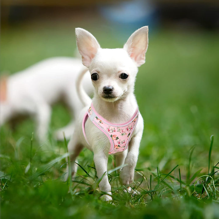 HEELE Hundegeschirr Hunde Kleine Hundegeschirr Anti Zug Atmungsaktiv Brustgeschirr No Pull Sicherhei