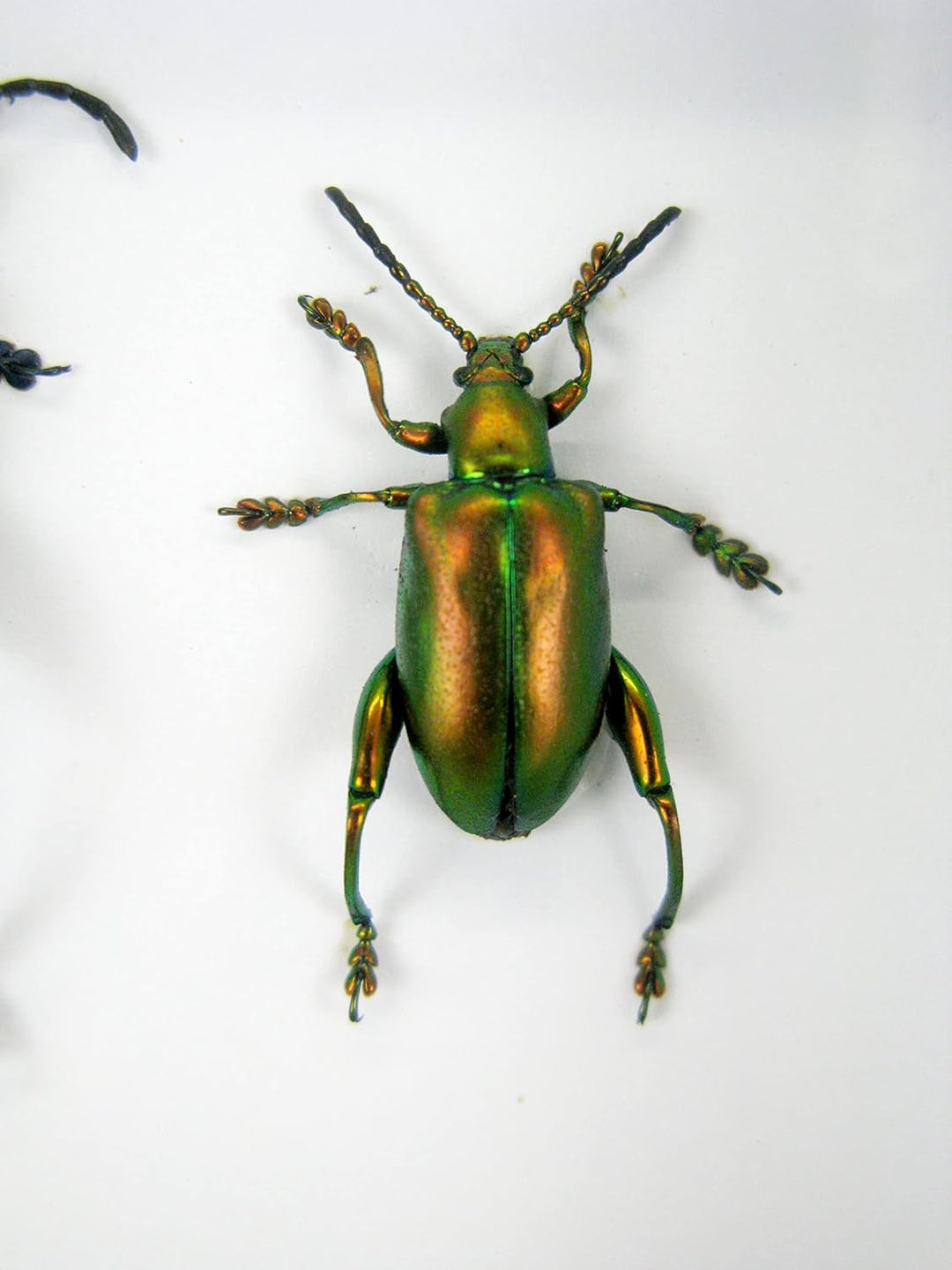 Echte präparierte und riesige Insekten, Cicaden und Krabbler im Schaukasten aus Holz hinter Glas … (