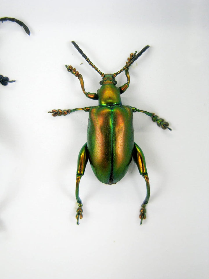 Echte präparierte und riesige Insekten, Cicaden und Krabbler im Schaukasten aus Holz hinter Glas … (