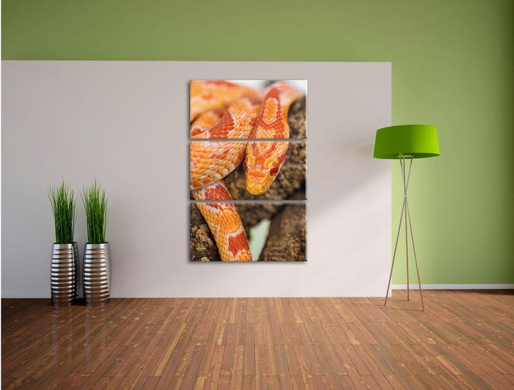 Pixxprint ruhende Kornnatter als Leinwandbild/Grösse: 3 Teilig (120x80) cm/Wandbild/Kunstdruck/ferti