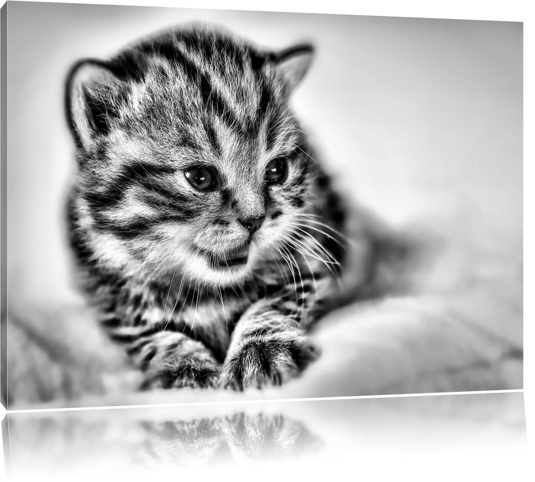 Pixxprint Monocrome, Kleines Kätzchen auf weisser Decke, Format: 100x70 auf Leinwand, XXL riesige Bi