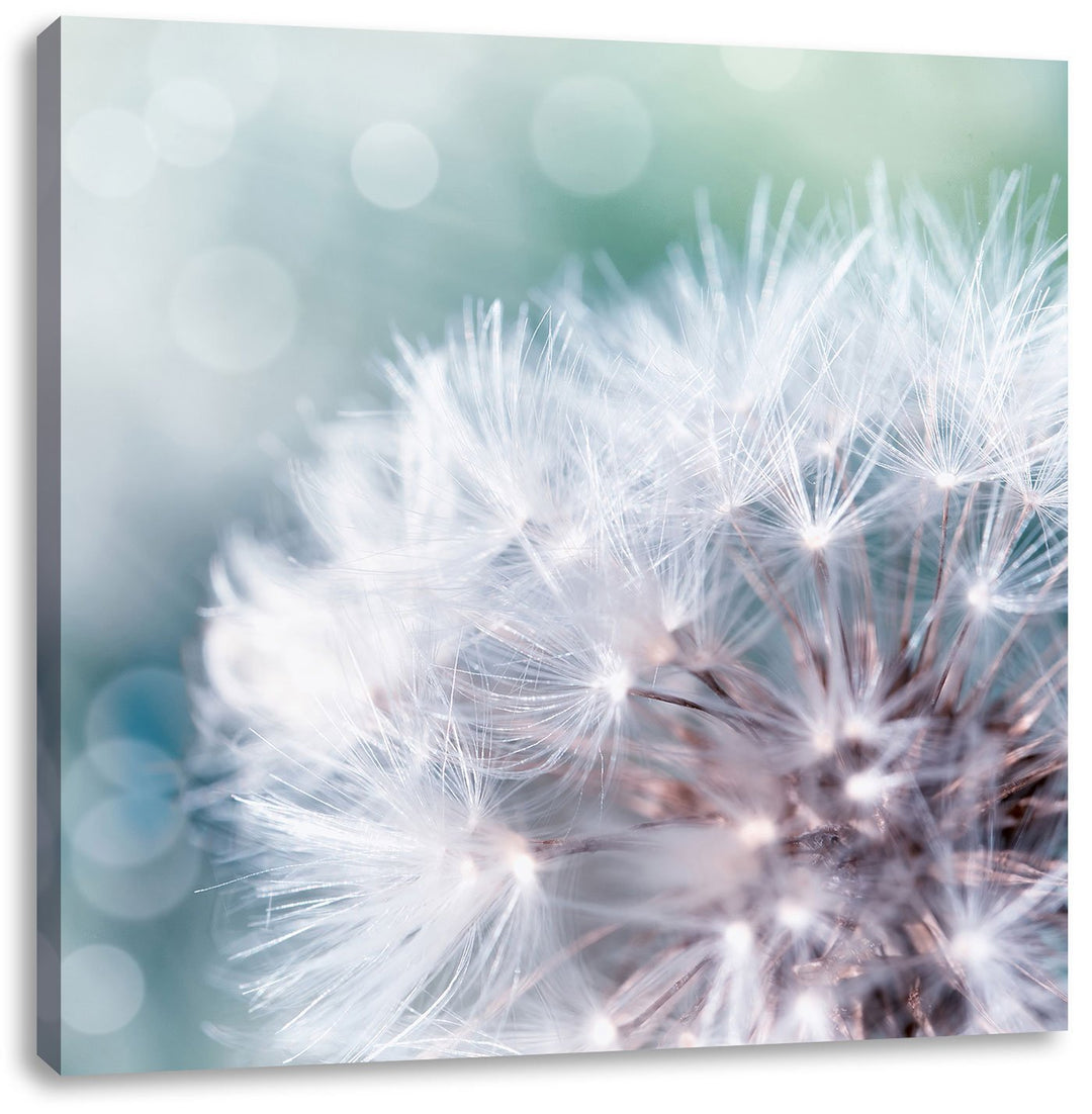 Zauberhafte Pusteblume, Format: 70x70 auf Leinwand, XXL riesige Bilder fertig gerahmt mit Keilrahmen