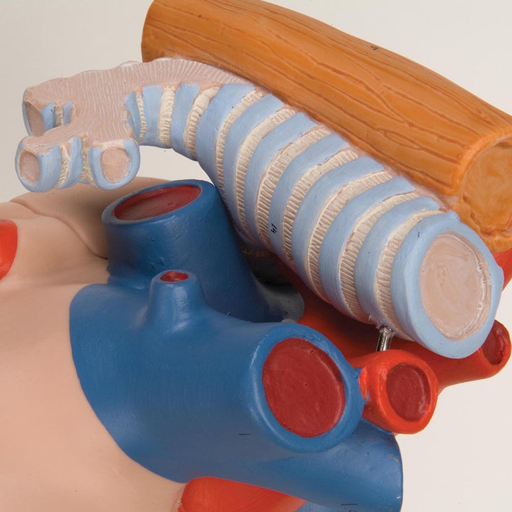 3B Scientific Menschliche Anatomie - Herz mit Luft- und Speiseröhre, 2-fache Grösse, 5-teilig + kost