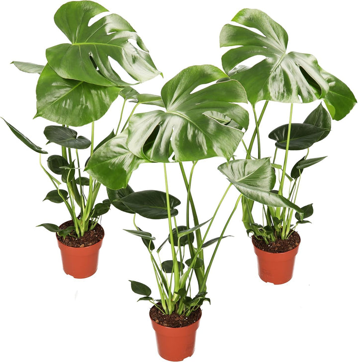 Monstera Deliciosa 3er-Set, 55-70cm, 14cm Topf Ø, Pflanzen-Set für Wohnung und Büro, Qualität vom Pf