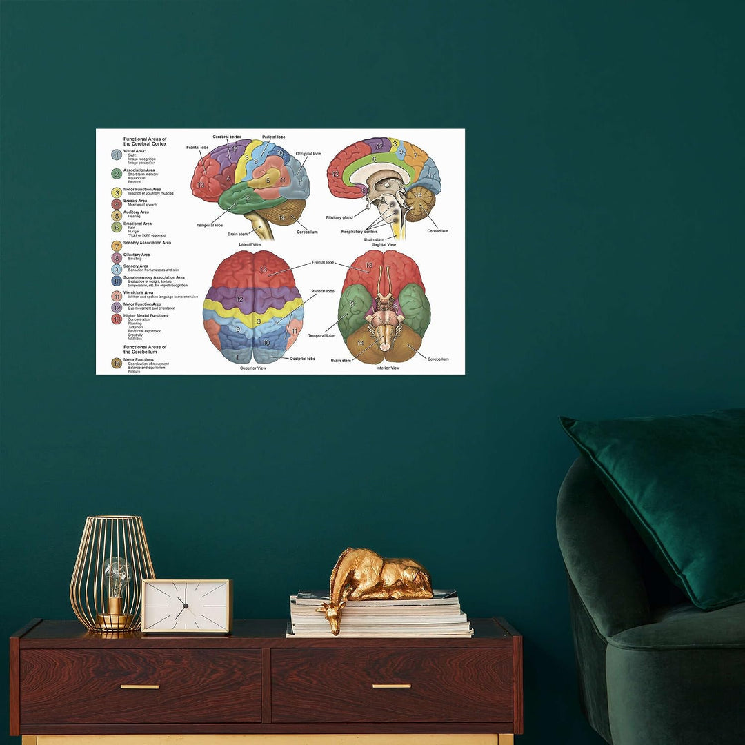 Das Gehirn aus vier Perspektiven (Englisch) Poster Wandbilder für jeden Raum 130 x 90 cm Anatomie Wa