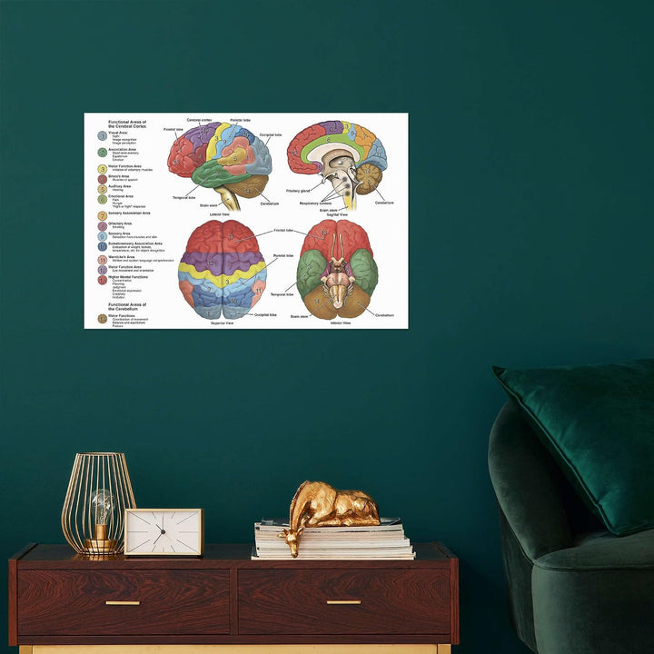 Das Gehirn aus vier Perspektiven (Englisch) Poster Wandbilder für jeden Raum 130 x 90 cm Anatomie Wa