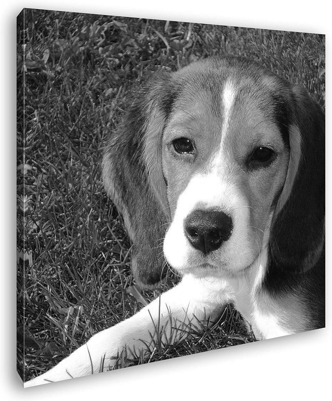deyoli niedlicher Kleiner Hund Format: 60x60 Effekt: Schwarz&Weiss als Leinwandbild, Motiv fertig ge