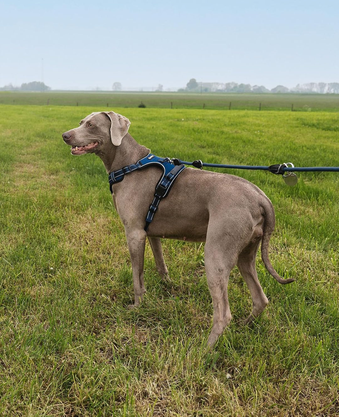 lionto Hundegeschirr gepolstert aus weichem Nylon, Grösse L, reflektierendes Anti Zug Geschirr für H