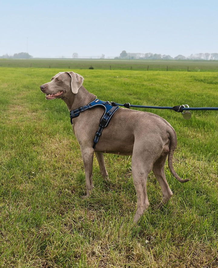 lionto Hundegeschirr gepolstert aus weichem Nylon, Grösse L, reflektierendes Anti Zug Geschirr für H