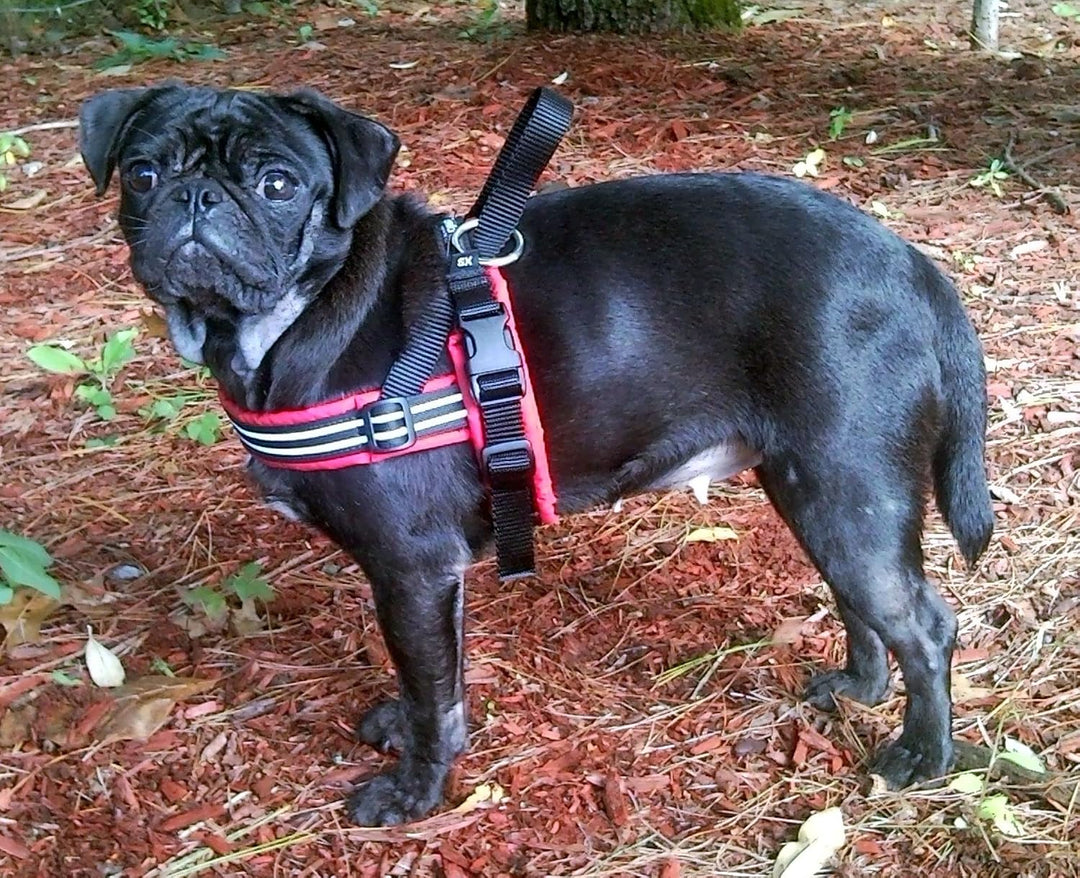 ComfortFlex Sport-Hundegeschirr, vollständig gepolstert, reflektierend, verstellbar, leicht, kein Wü