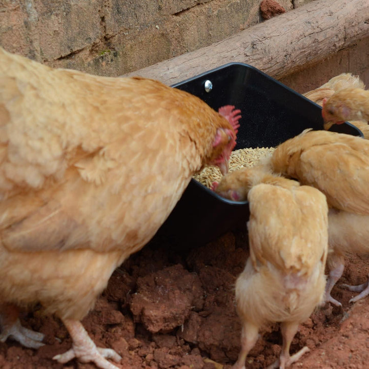 mozoba Hängender Hühner-Futterspender für Ziegen, Schafe, Hirsch, Geflügel, Enten, Hühnerzaun, Futte