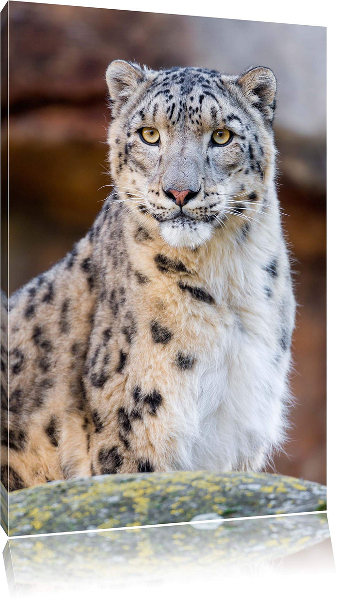 Pixxprint wachsame Schneeleopardin auf Leinwand, XXL riesige Bilder fertig gerahmt mit Keilrahmen, K